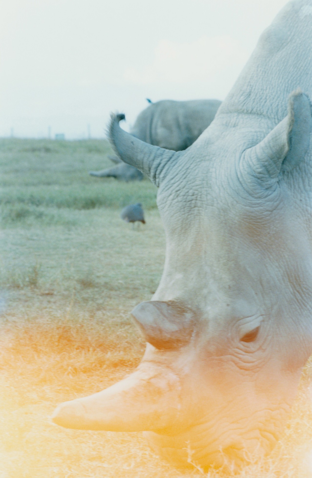 African northern white rhinos Najin and Fatu by Sam Rock