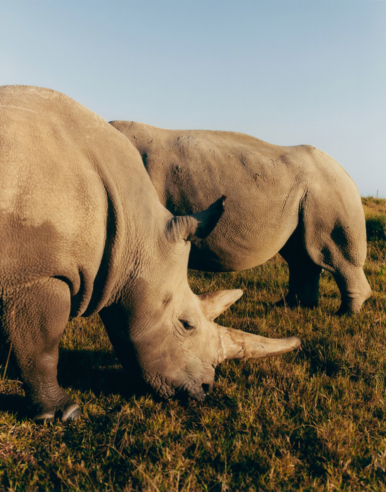 African northern white rhinos Najin and Fatu by Sam Rock