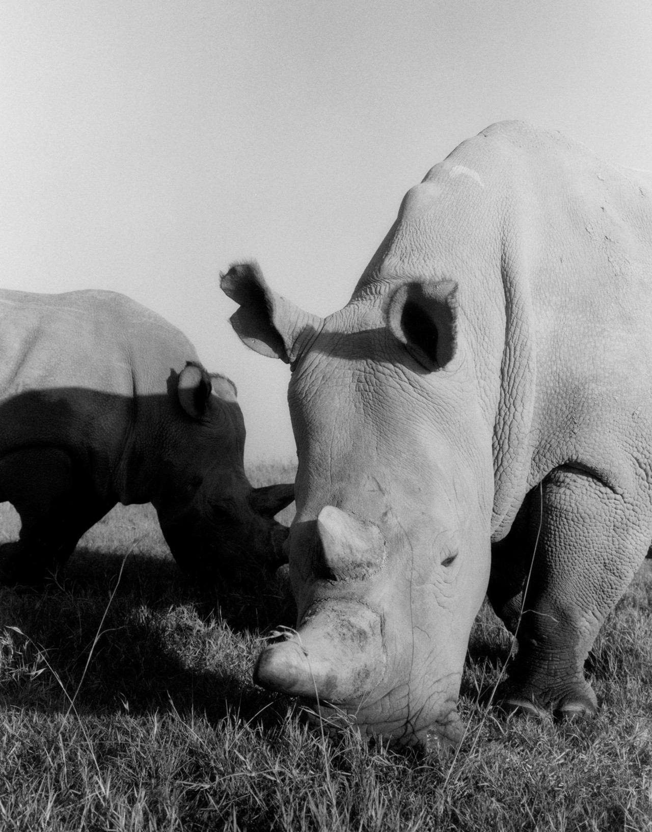 African northern white rhinos Najin and Fatu by Sam Rock