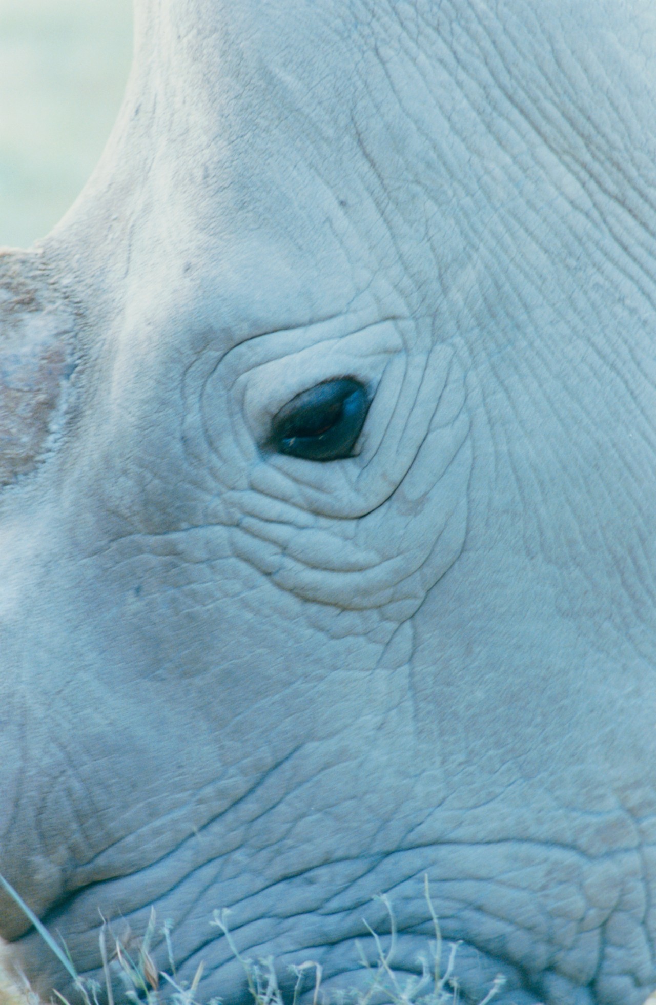 African northern white rhino by Sam Rock