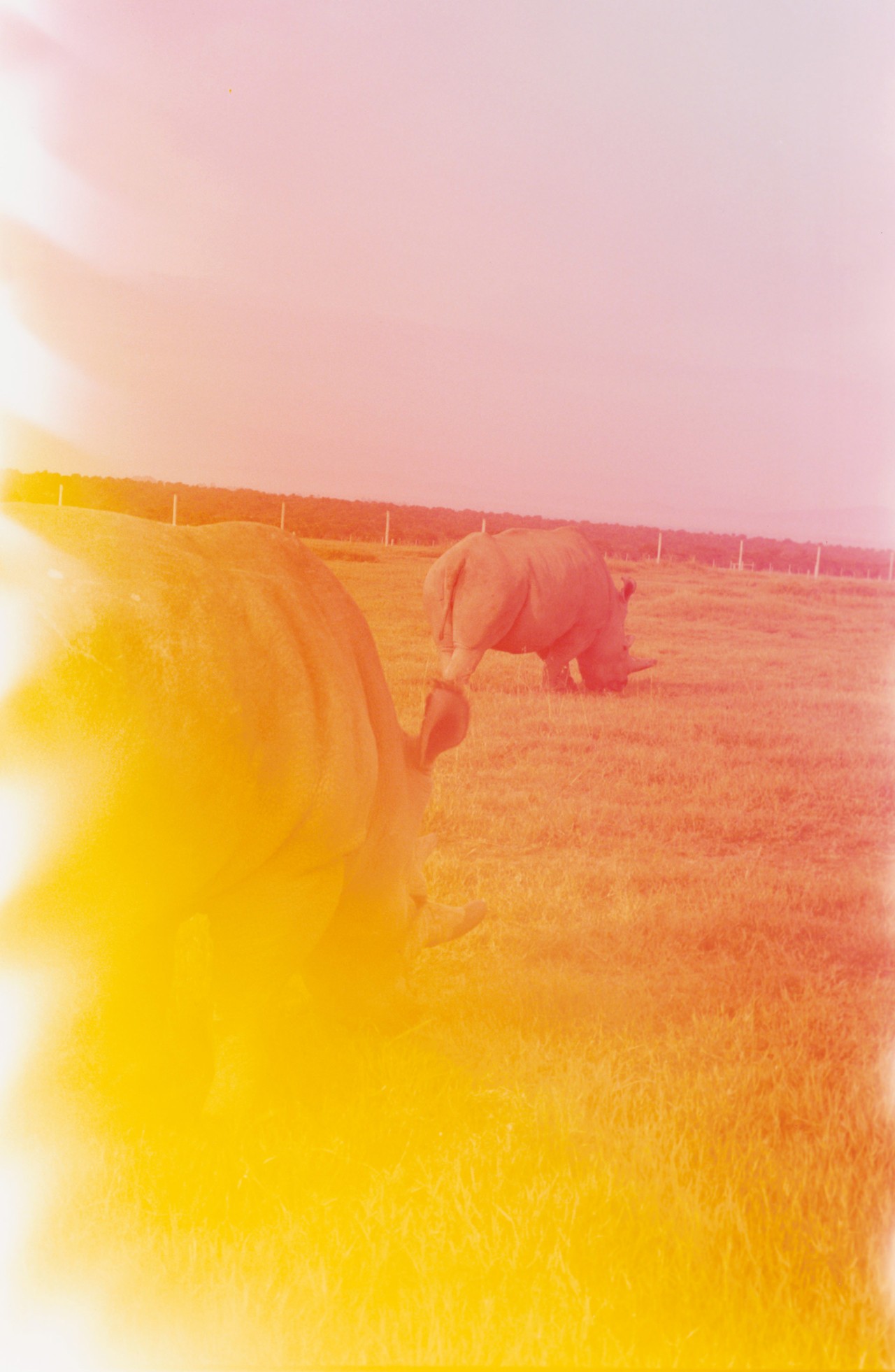 African northern white rhinos Najin and Fatu by Sam Rock