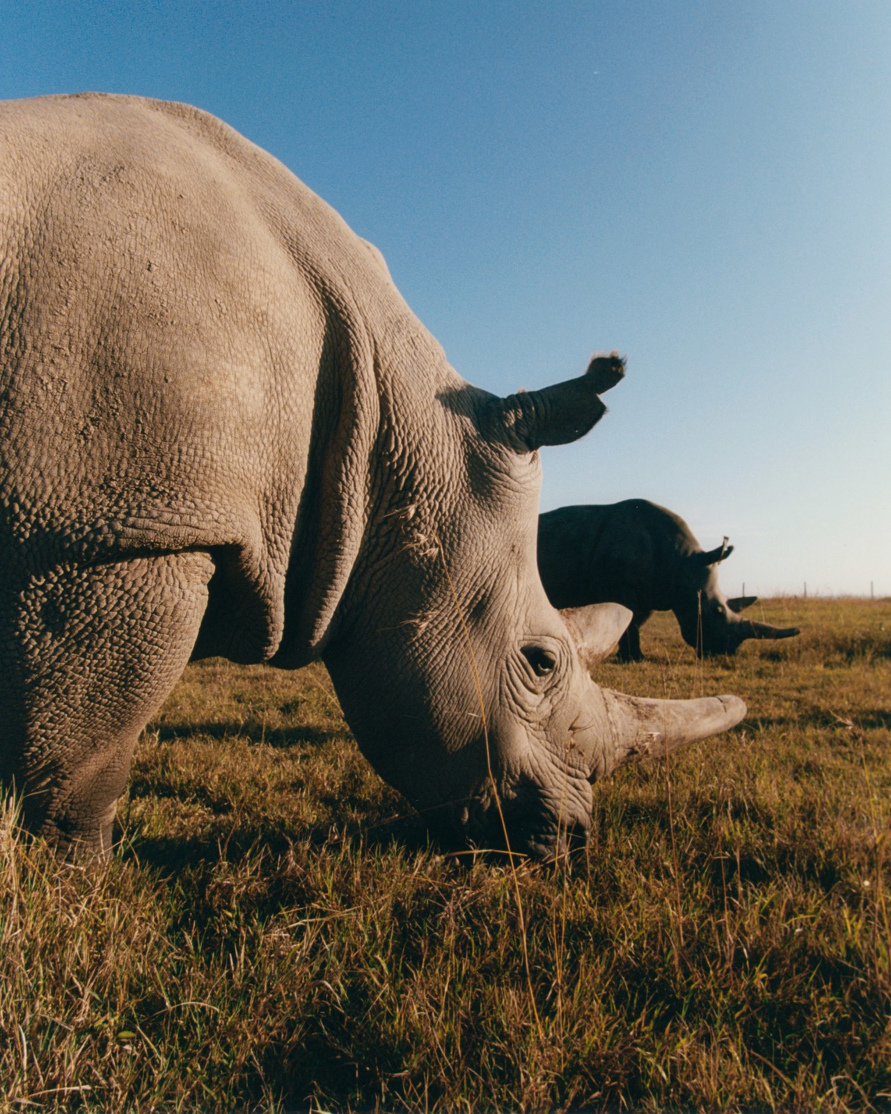 African northern white rhinos Najin and Fatu by Sam Rock