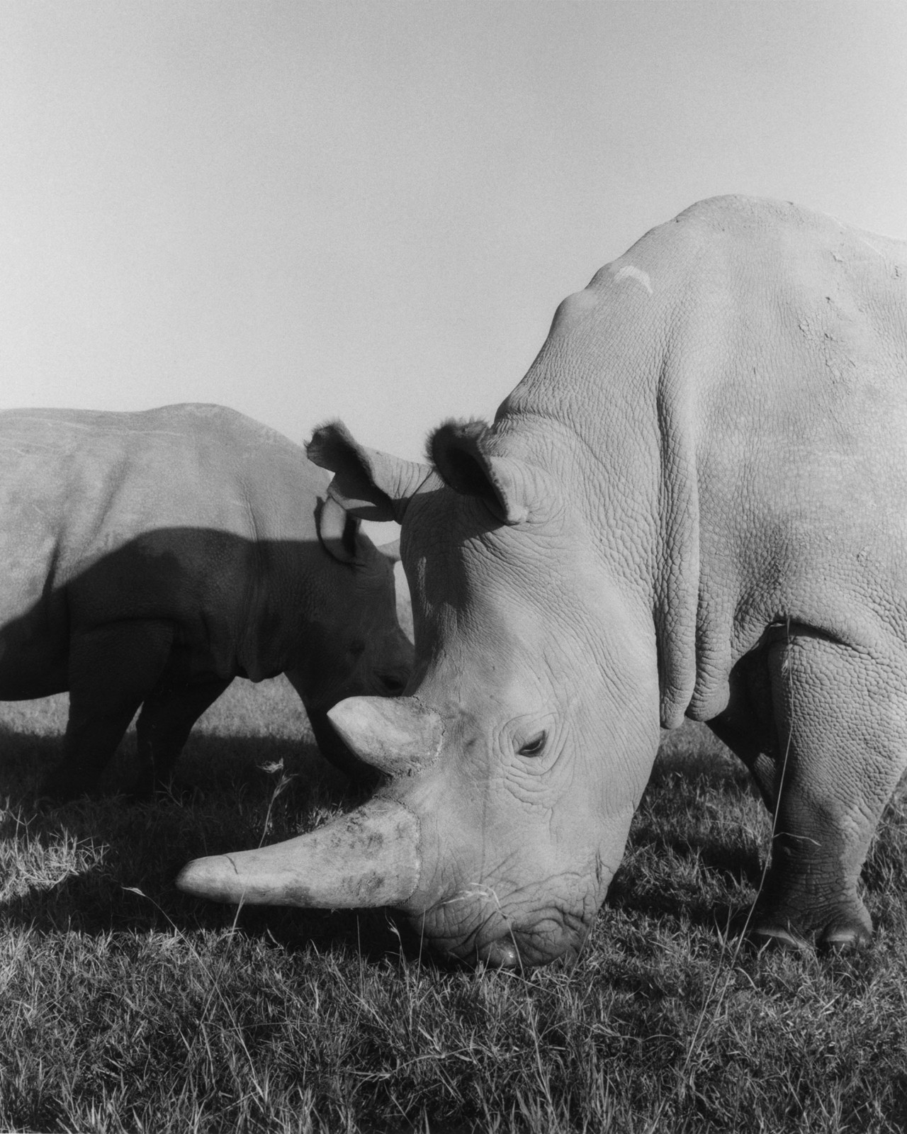 African northern white rhinos Najin and Fatu by Sam Rock
