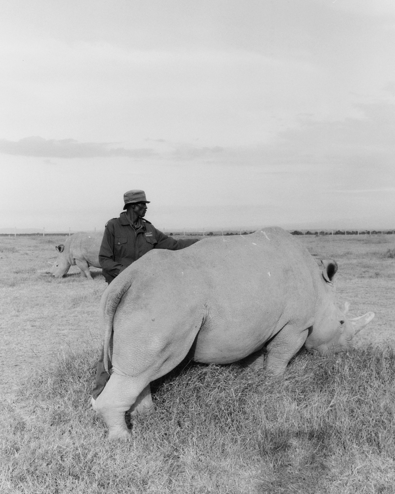 African northern white rhino by Sam Rock
