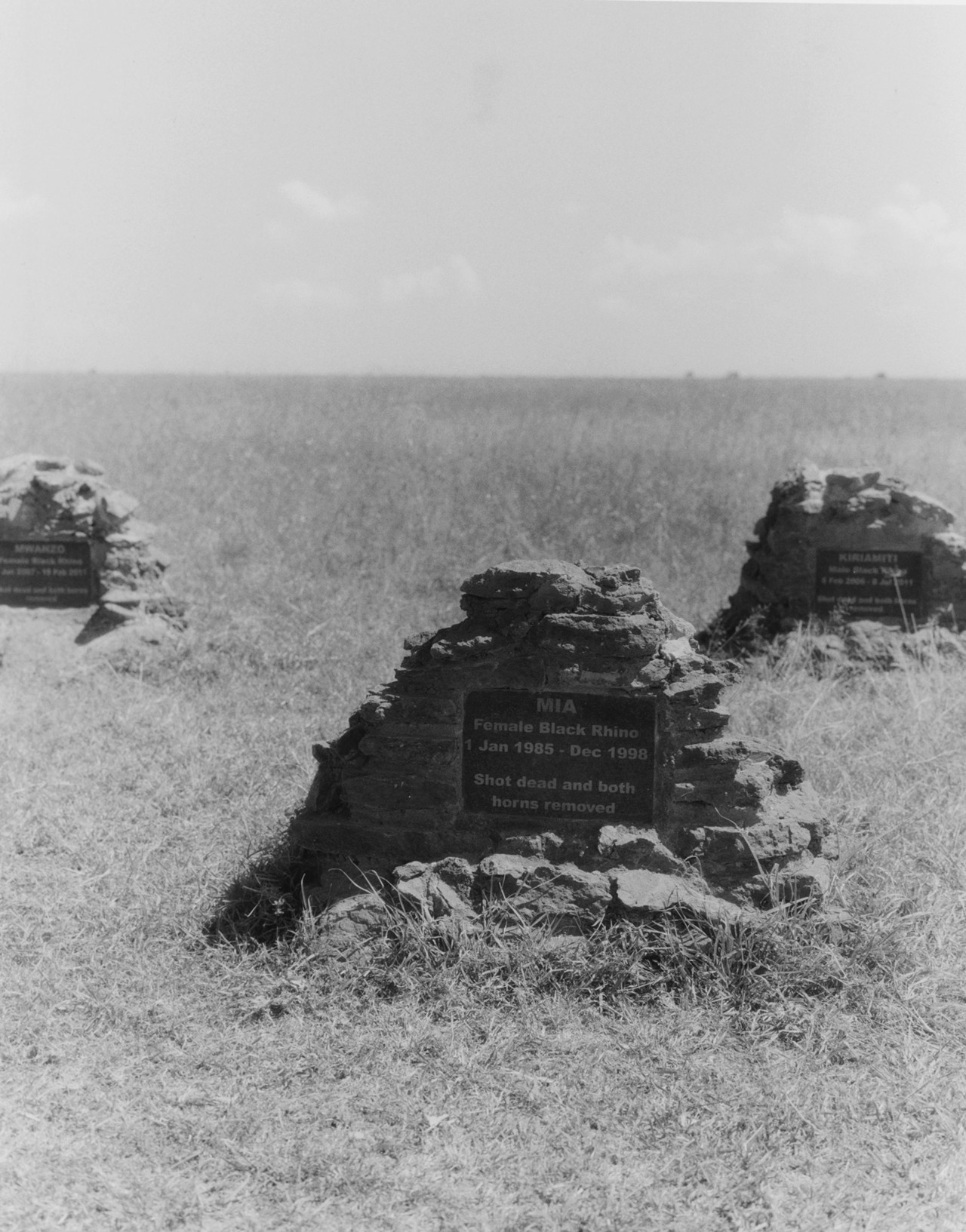 African northern white rhino tombstones by Sam Rock