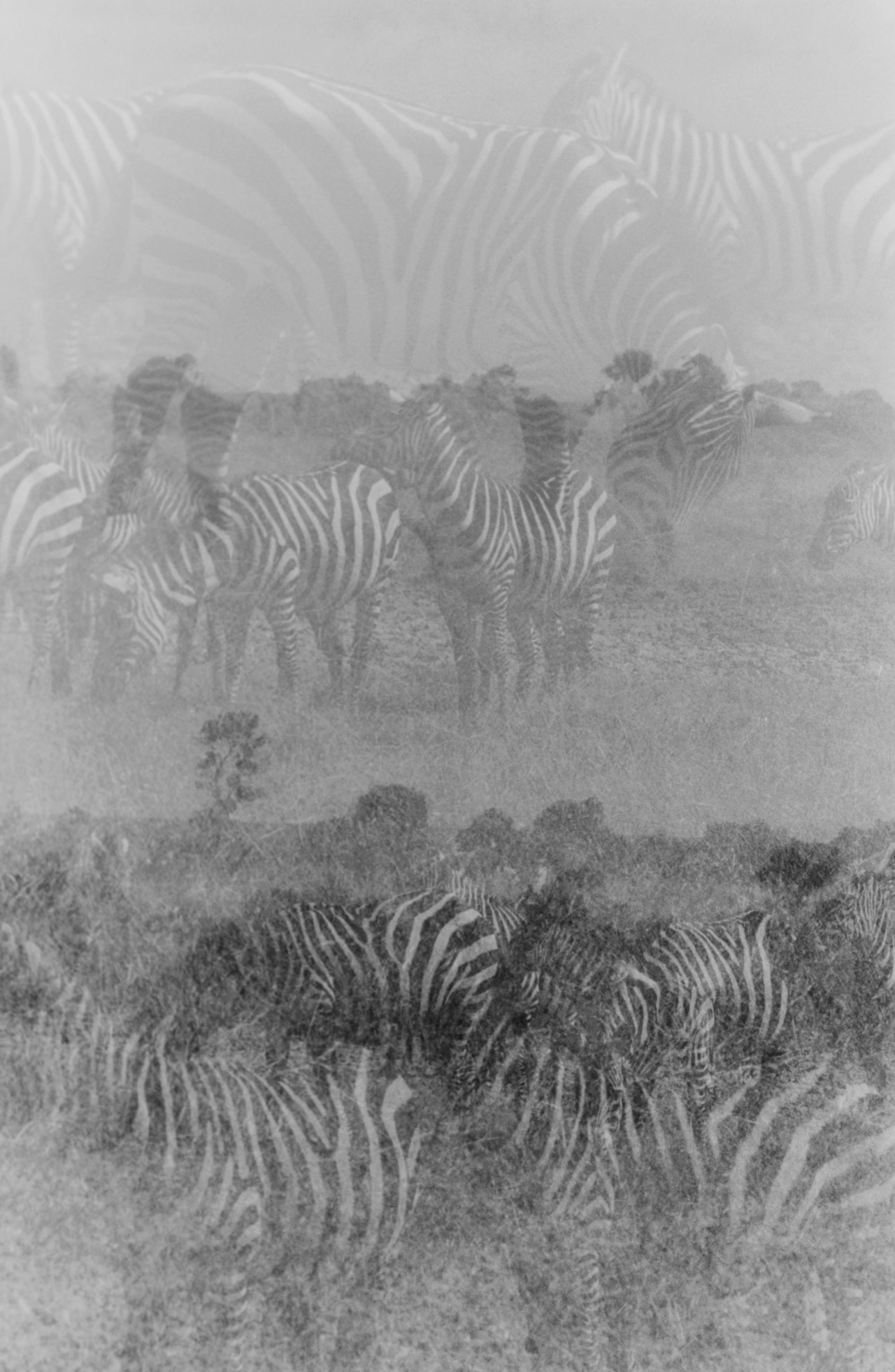 African zebra herd by Sam Rock