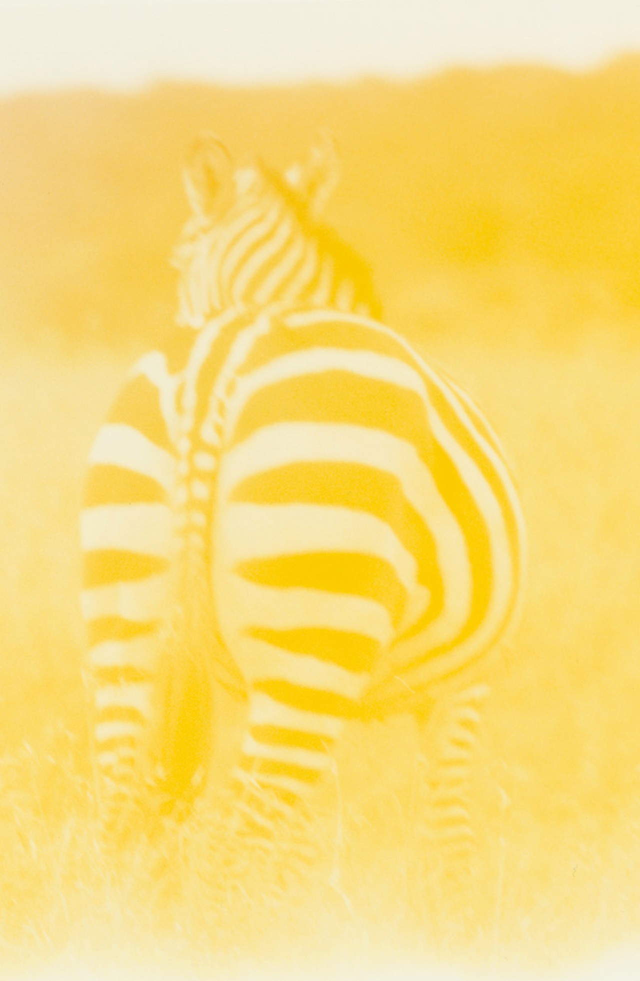 African zebra by Sam Rock