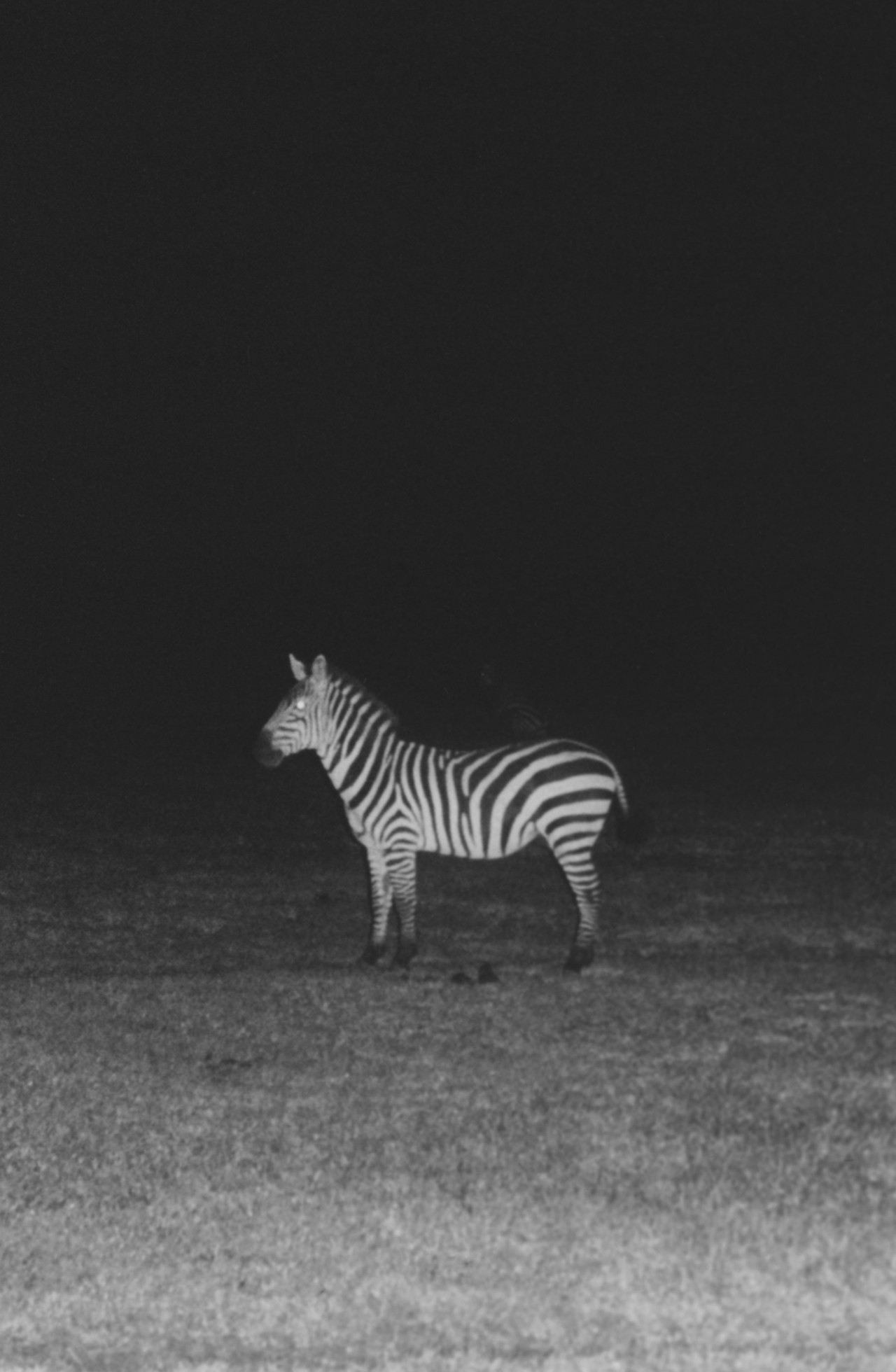 African zebra by Sam Rock