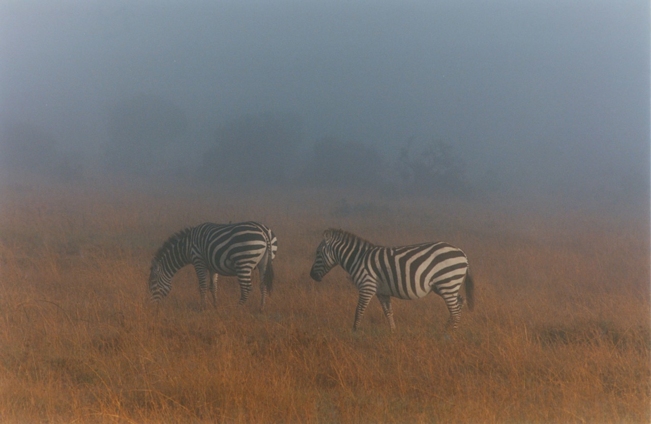 African zebras by Sam Rock