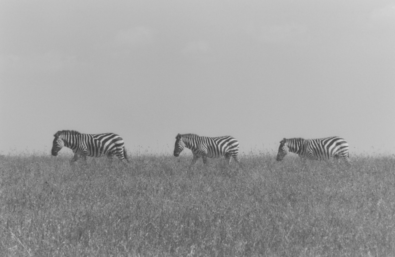 African zebras by Sam Rock