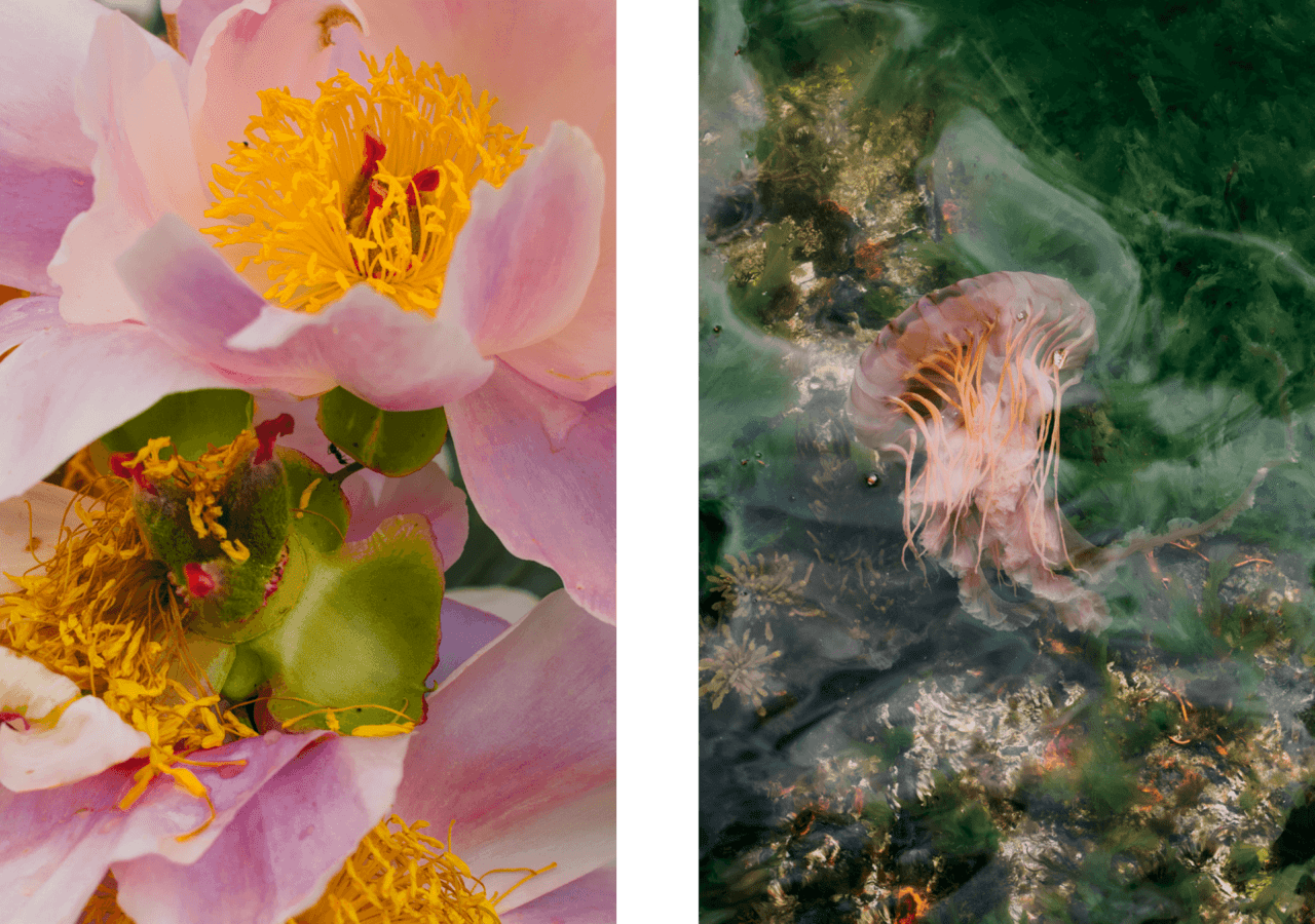 Pink and yellow flowers paired with a pink jellyfish.