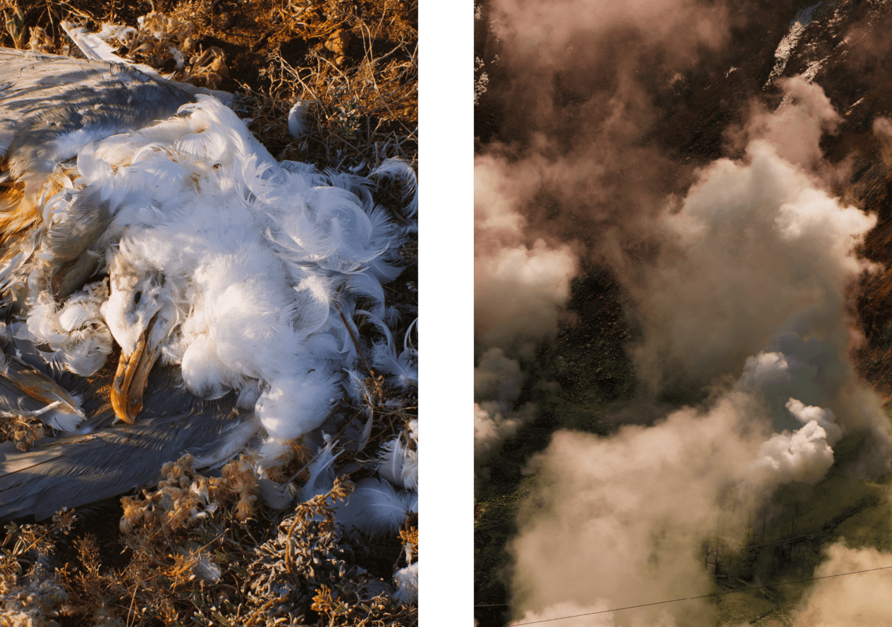 A dead seagull paired with a cloudscape.