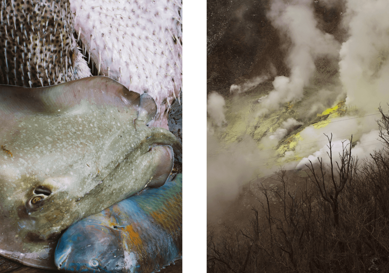 A sea creature paired with a natural landscape filled with smoke.
