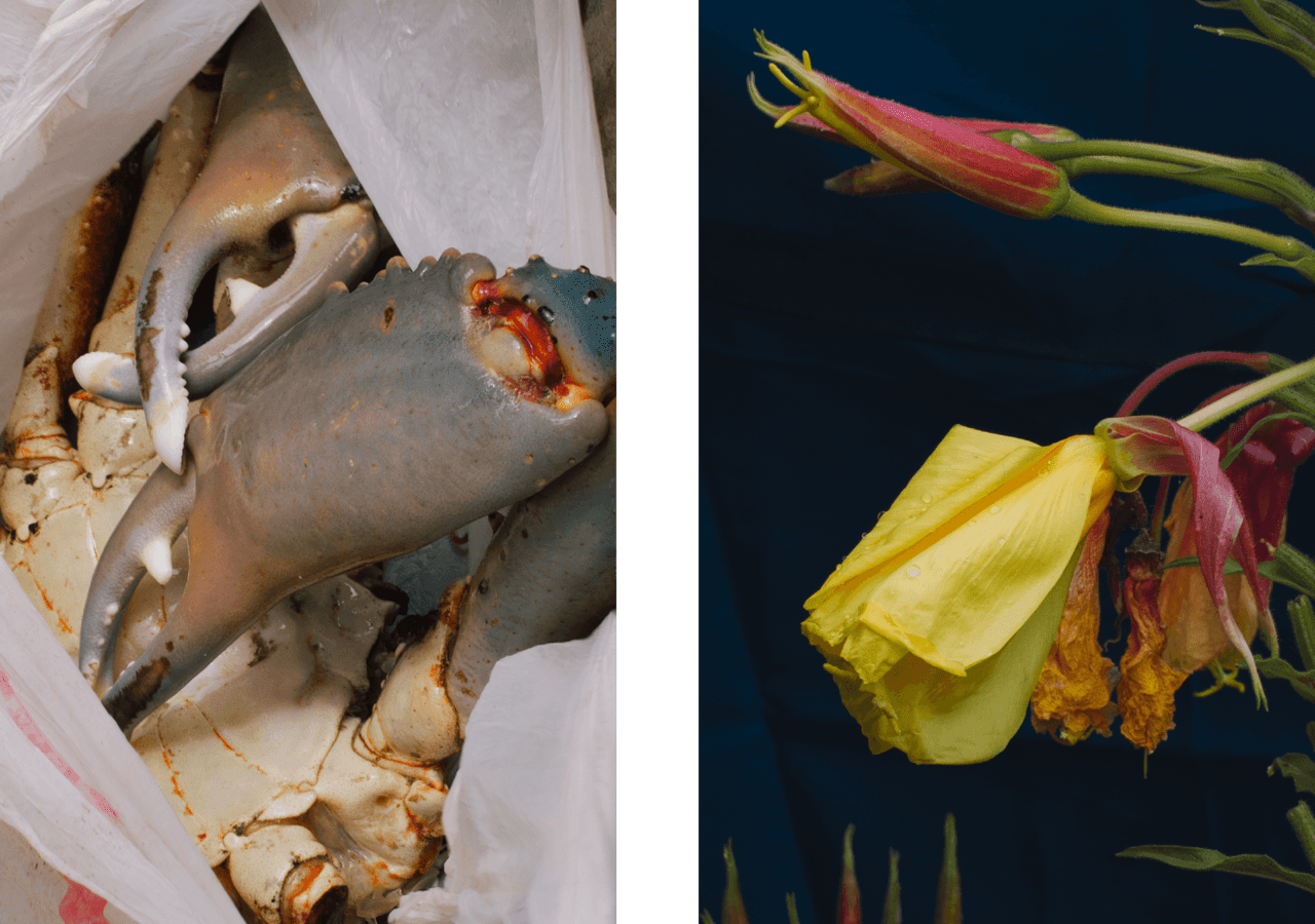 Crab claws paired with a yellow and pink flower.
