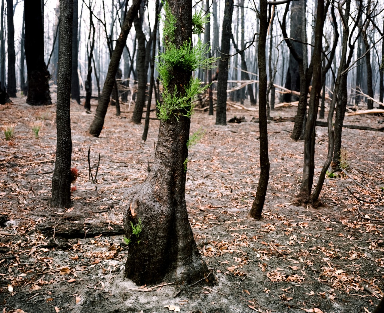 Australia forest regrowth by Tim Georgeson