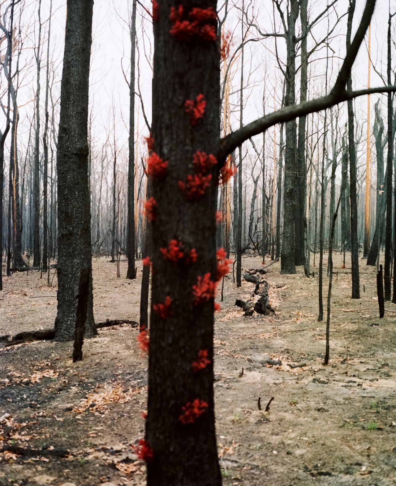 Australia forest regrowth by Tim Georgeson