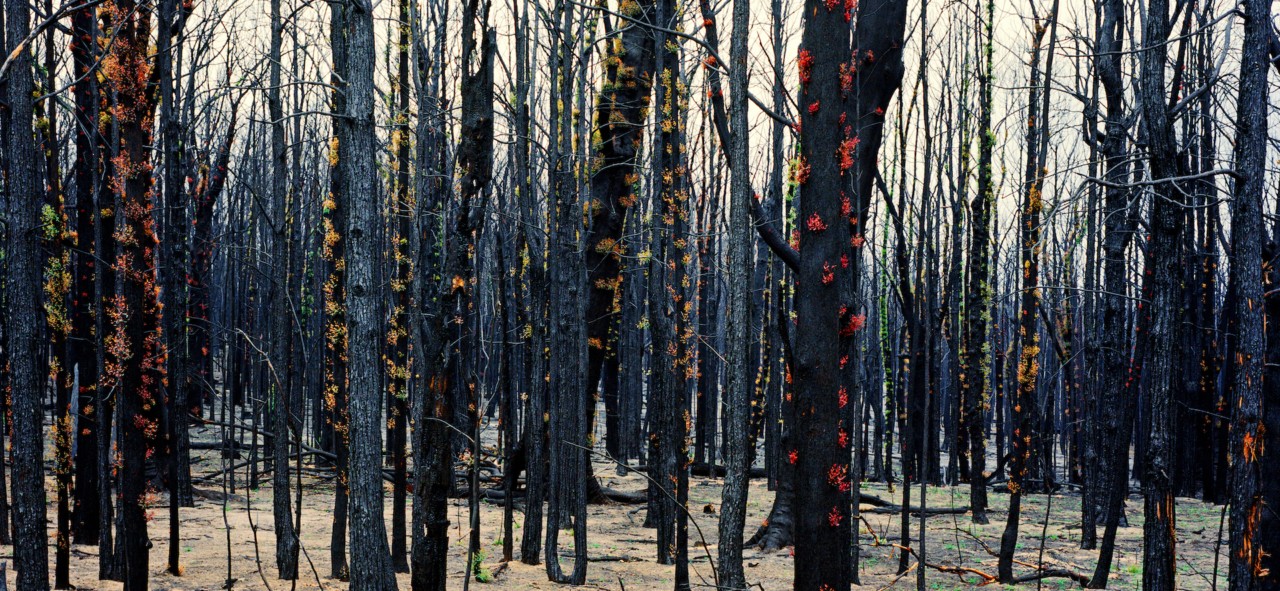 Australia forest regrowth by Tim Georgeson