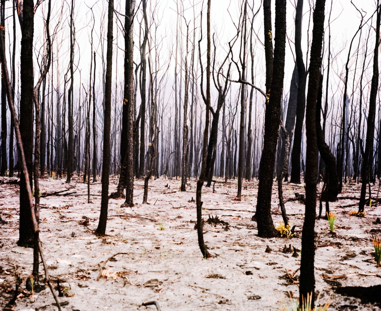 Australia burned forest by Tim Georgeson