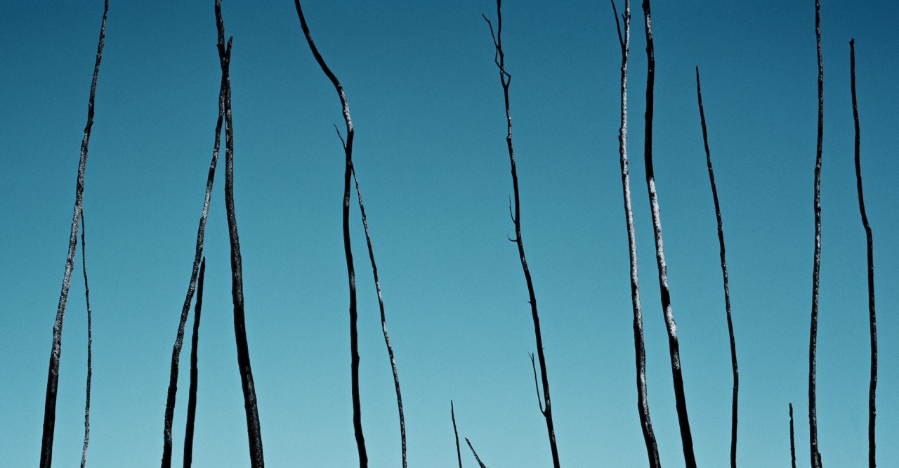 Australia forest with blue sky by Tim Georgeson