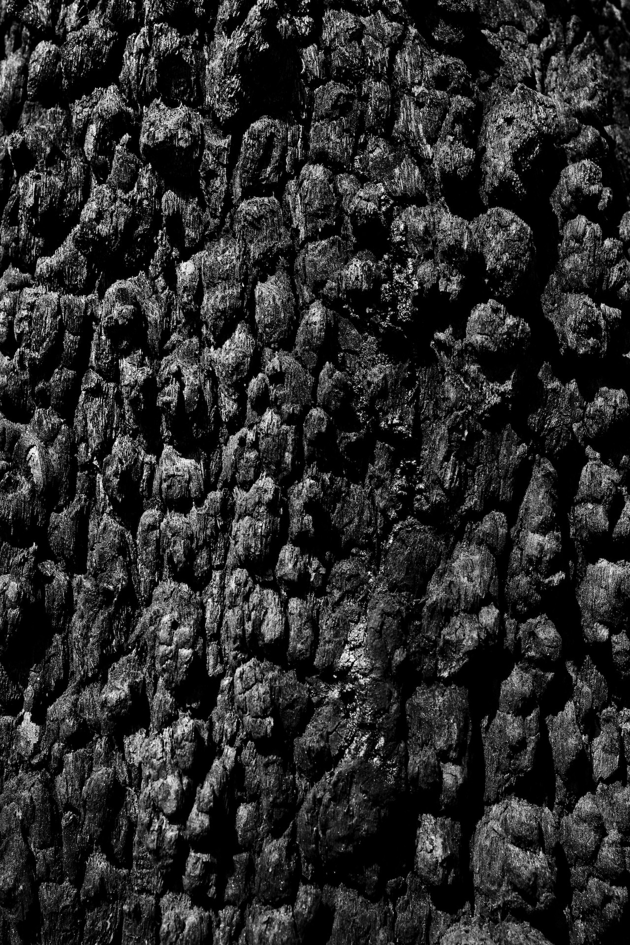 Australia tree bark by Tim Georgeson