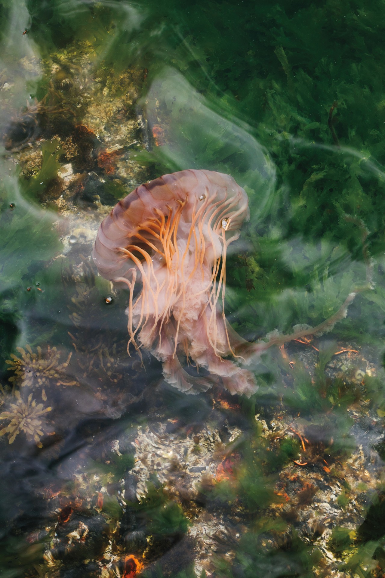 Jellyfish swimming in the ocean by Stefanie Moshammer
