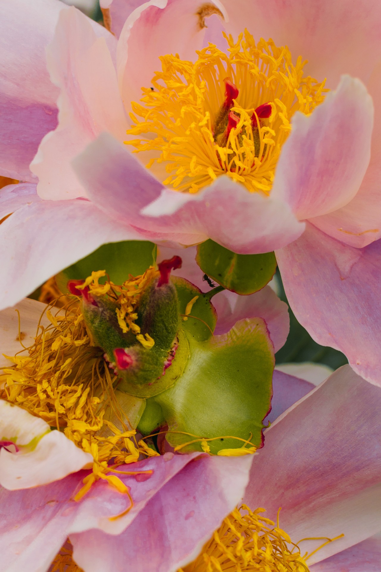 Pink and yellow flower by Stefanie Moshammer