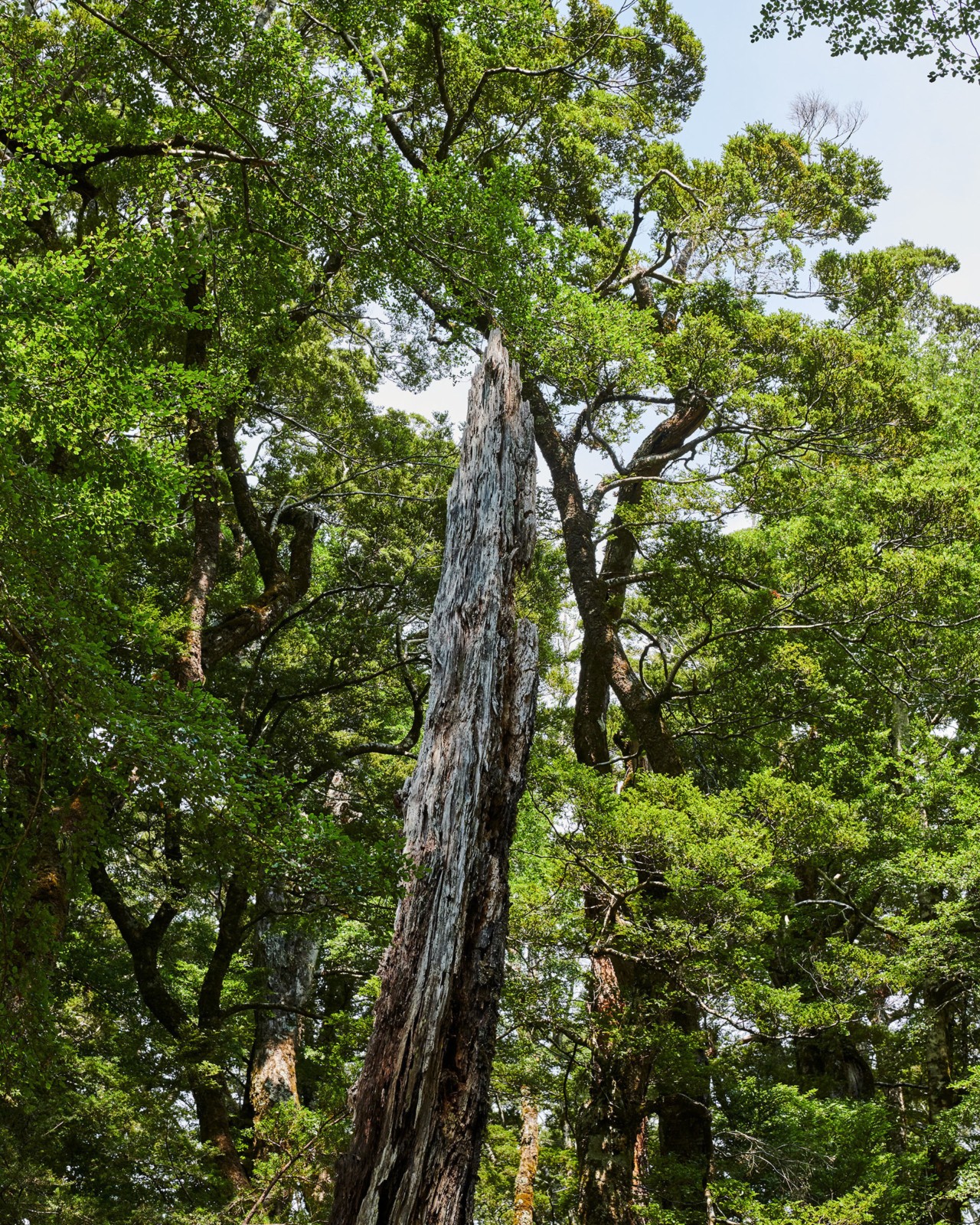 New Zealand forest by Derek Henderson