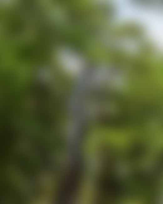 New Zealand forest by Derek Henderson