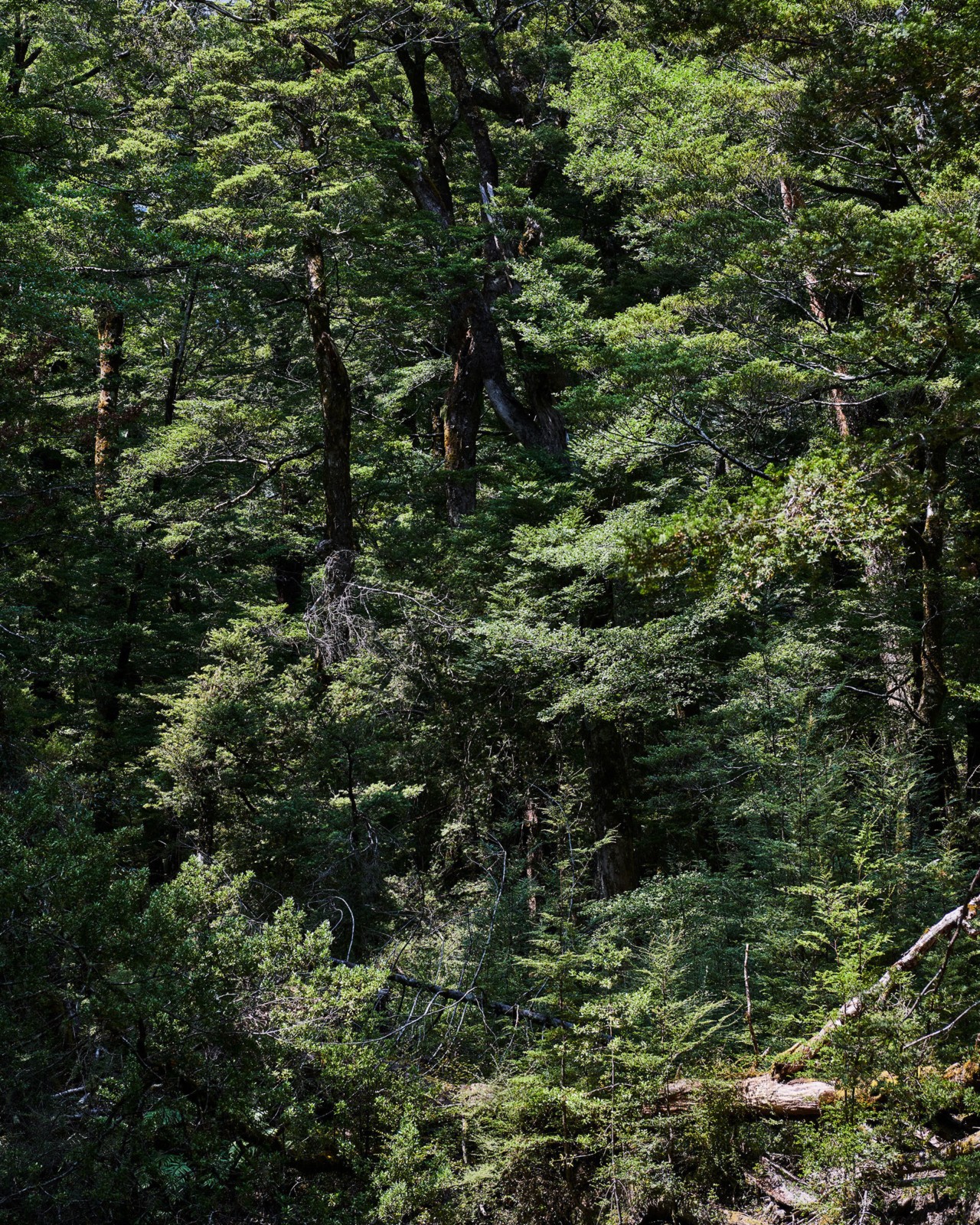 New Zealand forest by Derek Henderson