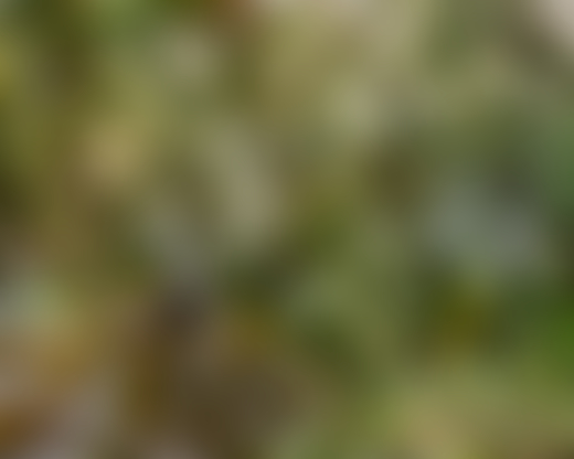 New Zealand forest by Derek Henderson