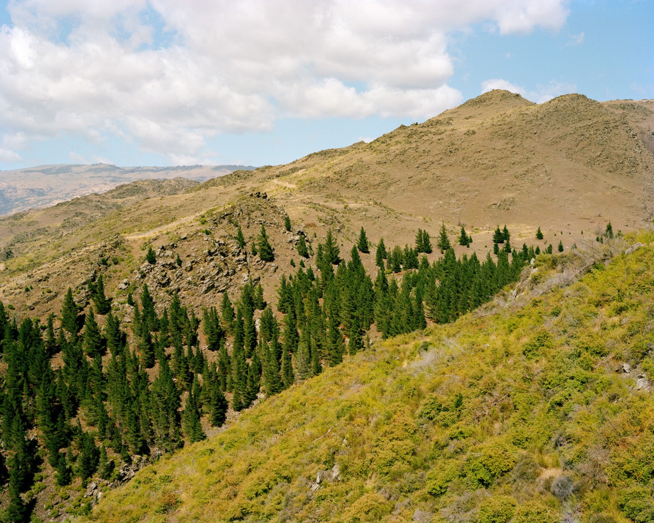 New Zealand forest by Derek Henderson