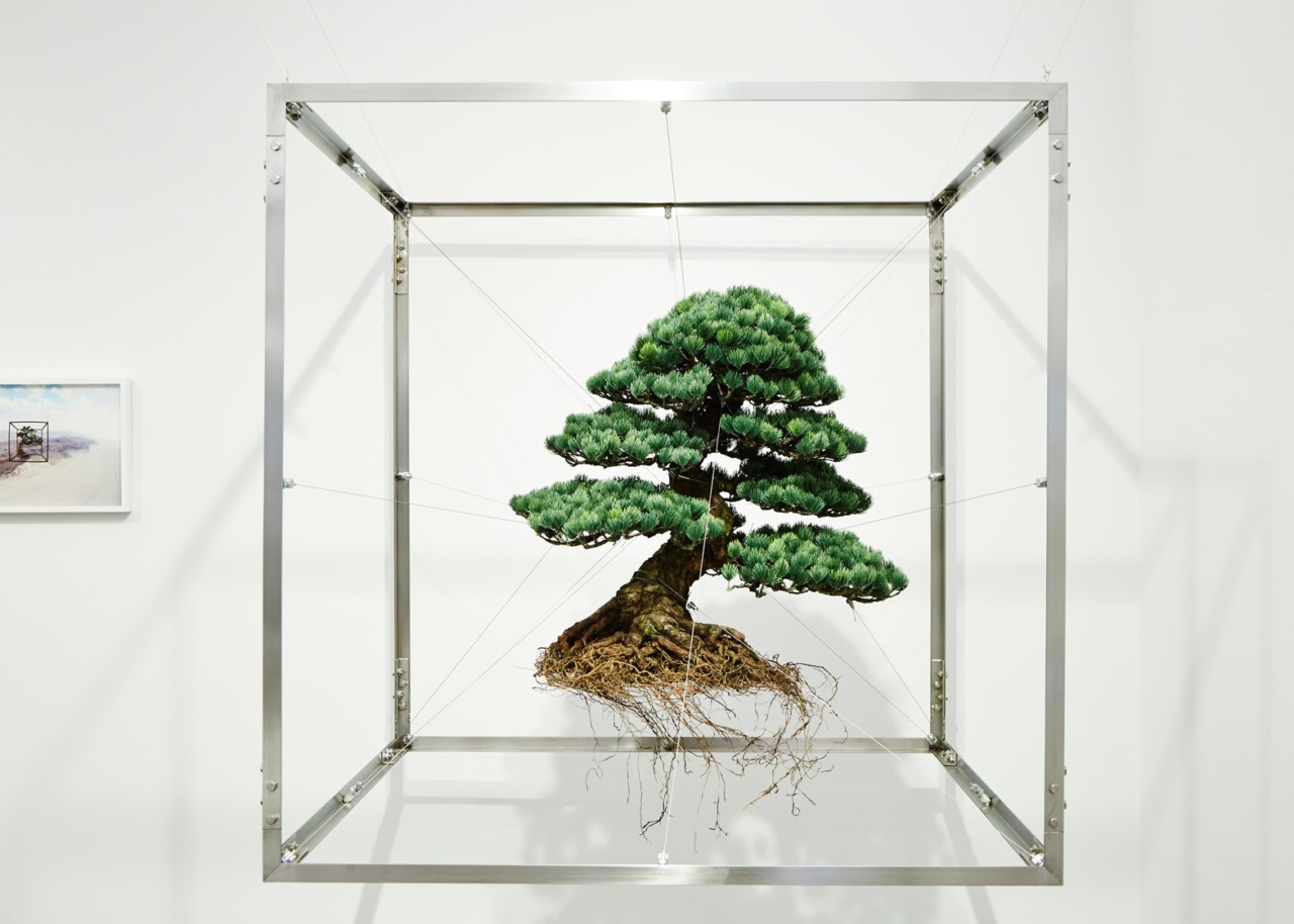 Azuma Makoto bonsai tree exhibition