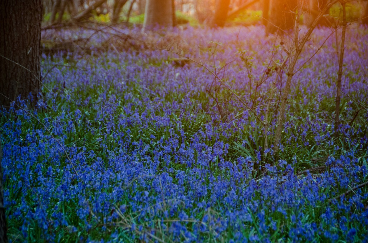 Blue Bells at Knepp Castle Estate in England