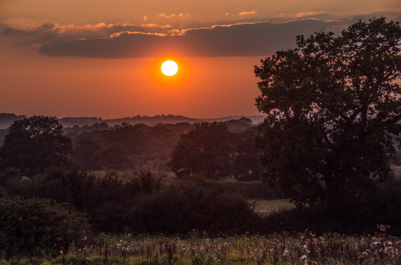 Knepp farmland at dusk