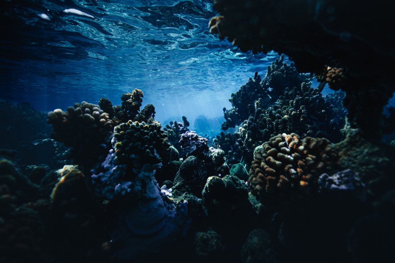 Coral reefs by Ryan Borne