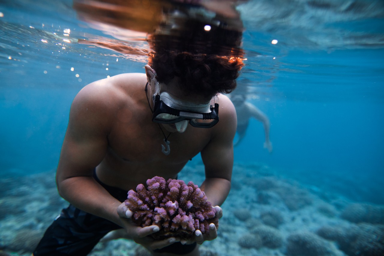 Coral restoration in Mo'orea by Greg Gyselin