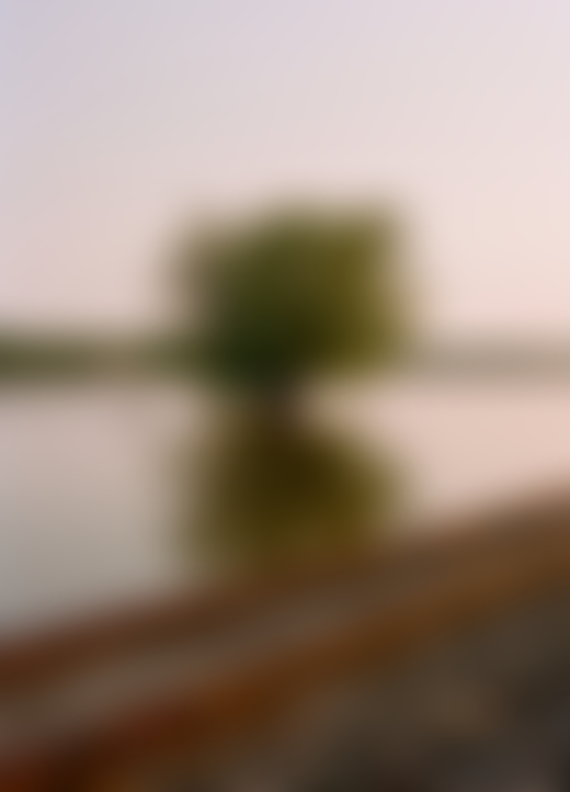 Flooded tree next to train tracks by Ryan Plett