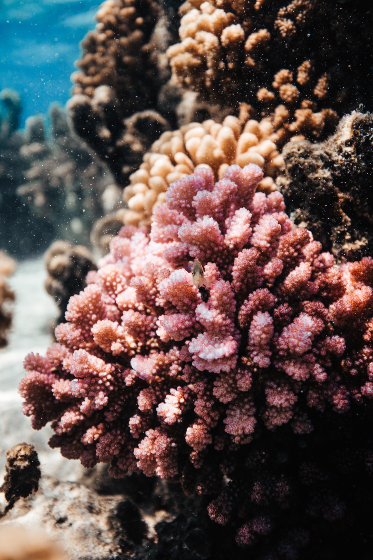 Pink coral reef by Ryan Borne