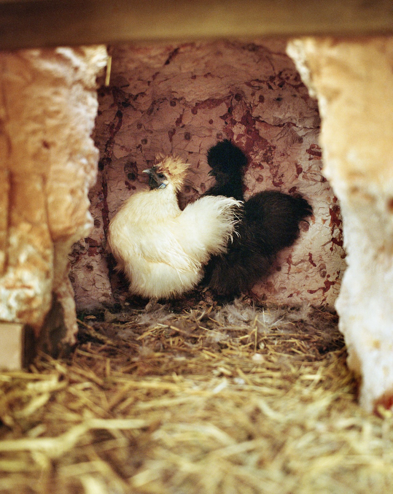 Coober Pedy chicken by Alex Lockett