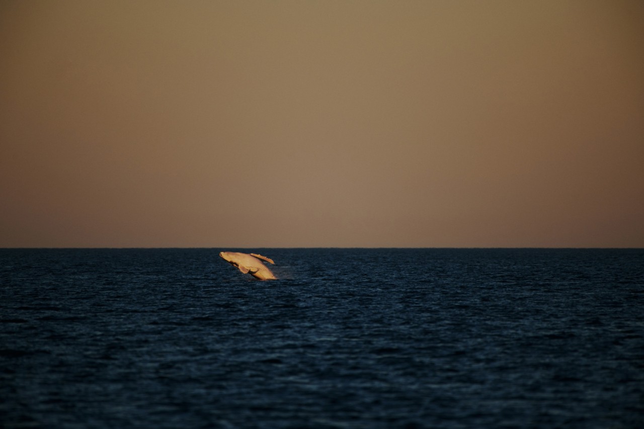 Whale jumping at Ningaloo Reef in Australia by Chris Gurney