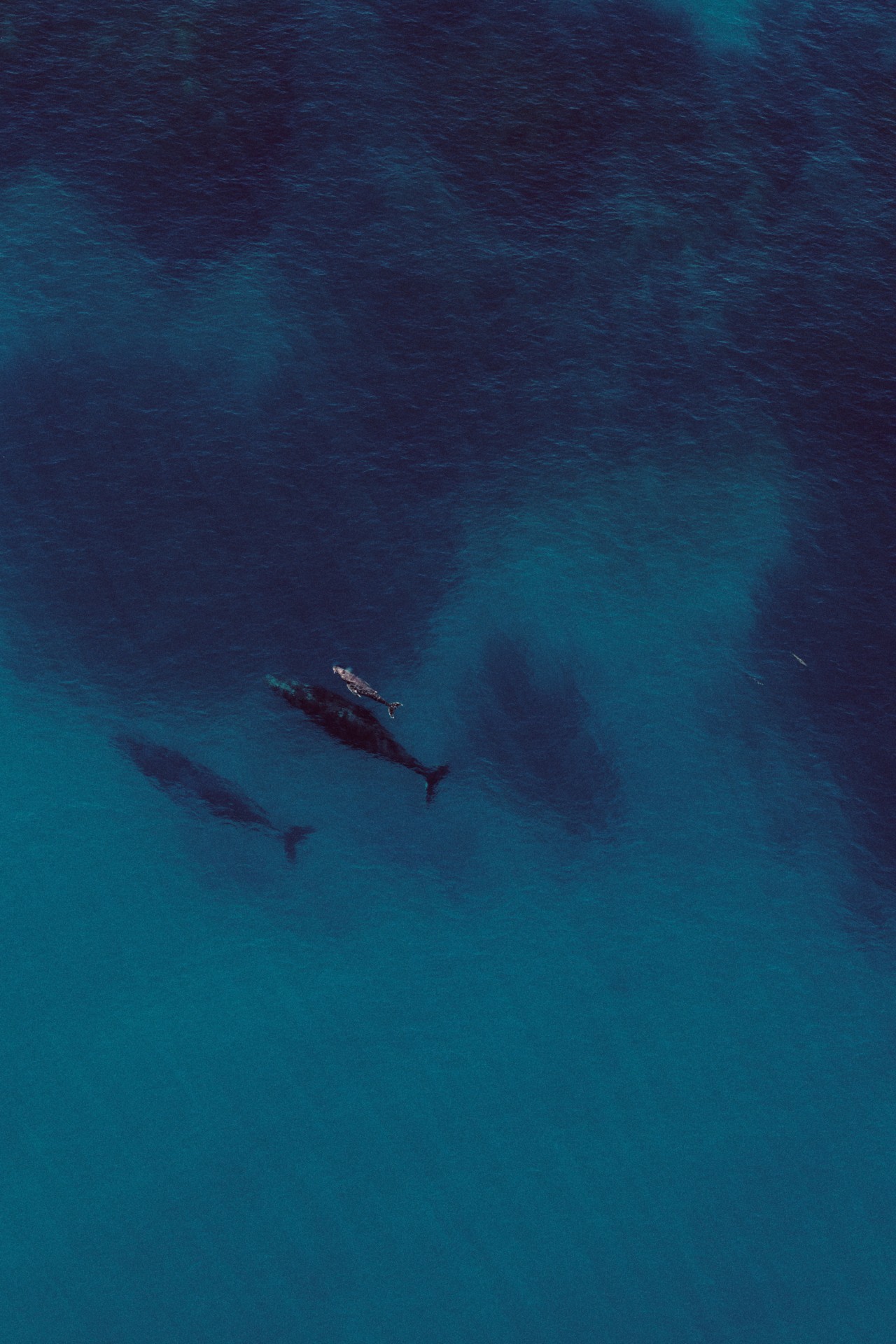 Whales at Ningaloo Reef in Australia by Chris Gurney