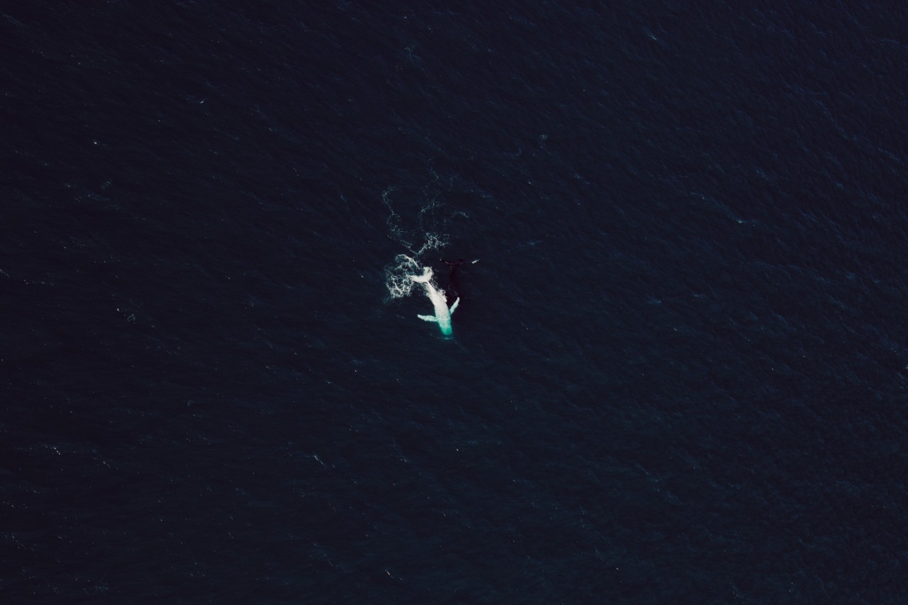 Sea animal at Ningaloo Reef in Australia by Chris Gurney