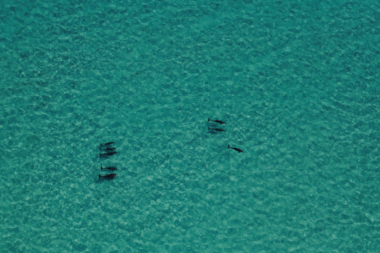 Dolphins at Ningaloo Reef in Australia by Chris Gurney