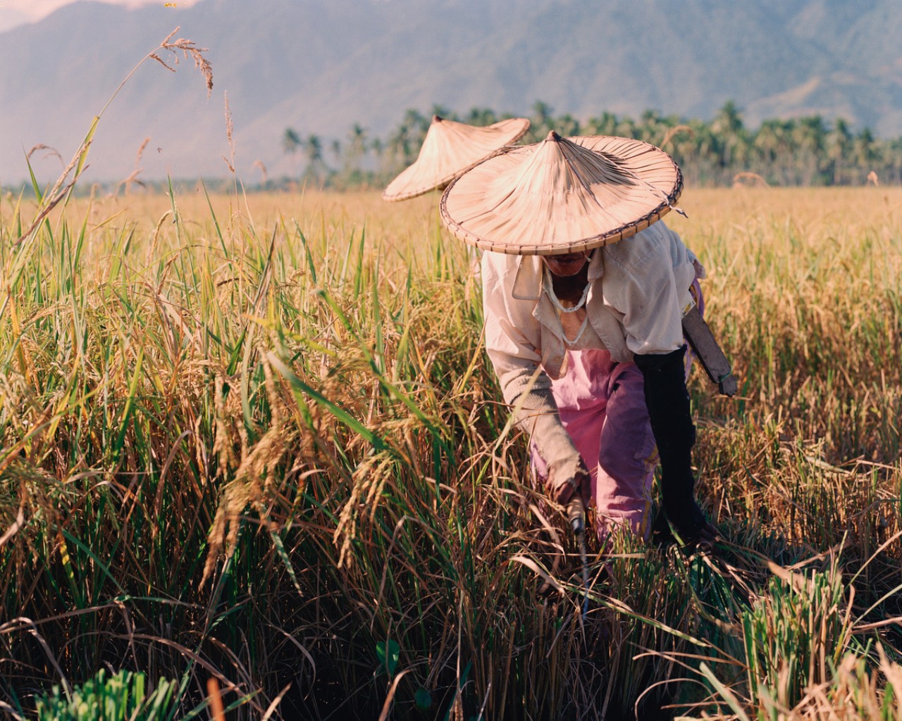 Rice farmers in the Philippines by Sharif Hamza
