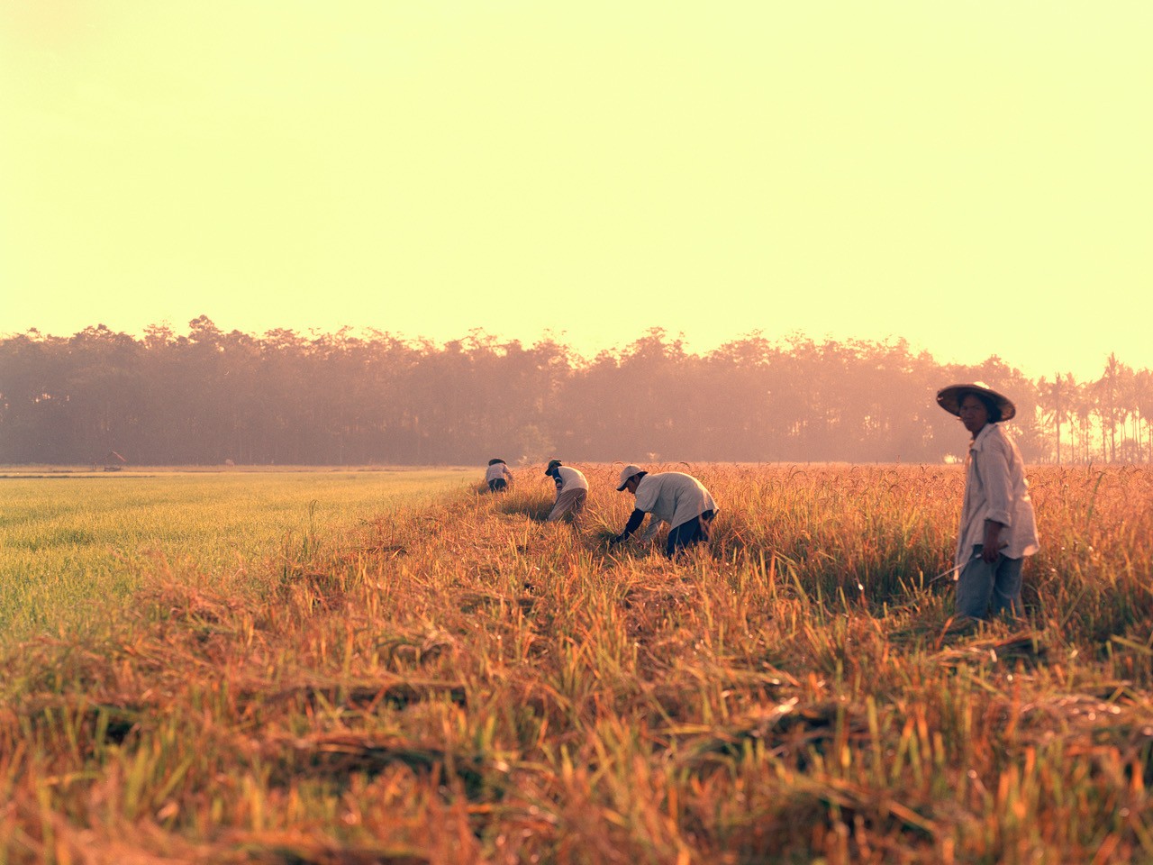 Rice farmers in the Philippines by Sharif Hamza