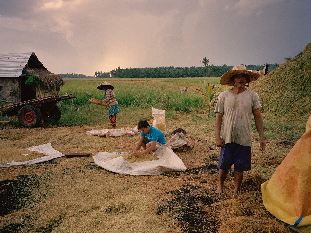Rice farmers in the Philippines by Sharif Hamza