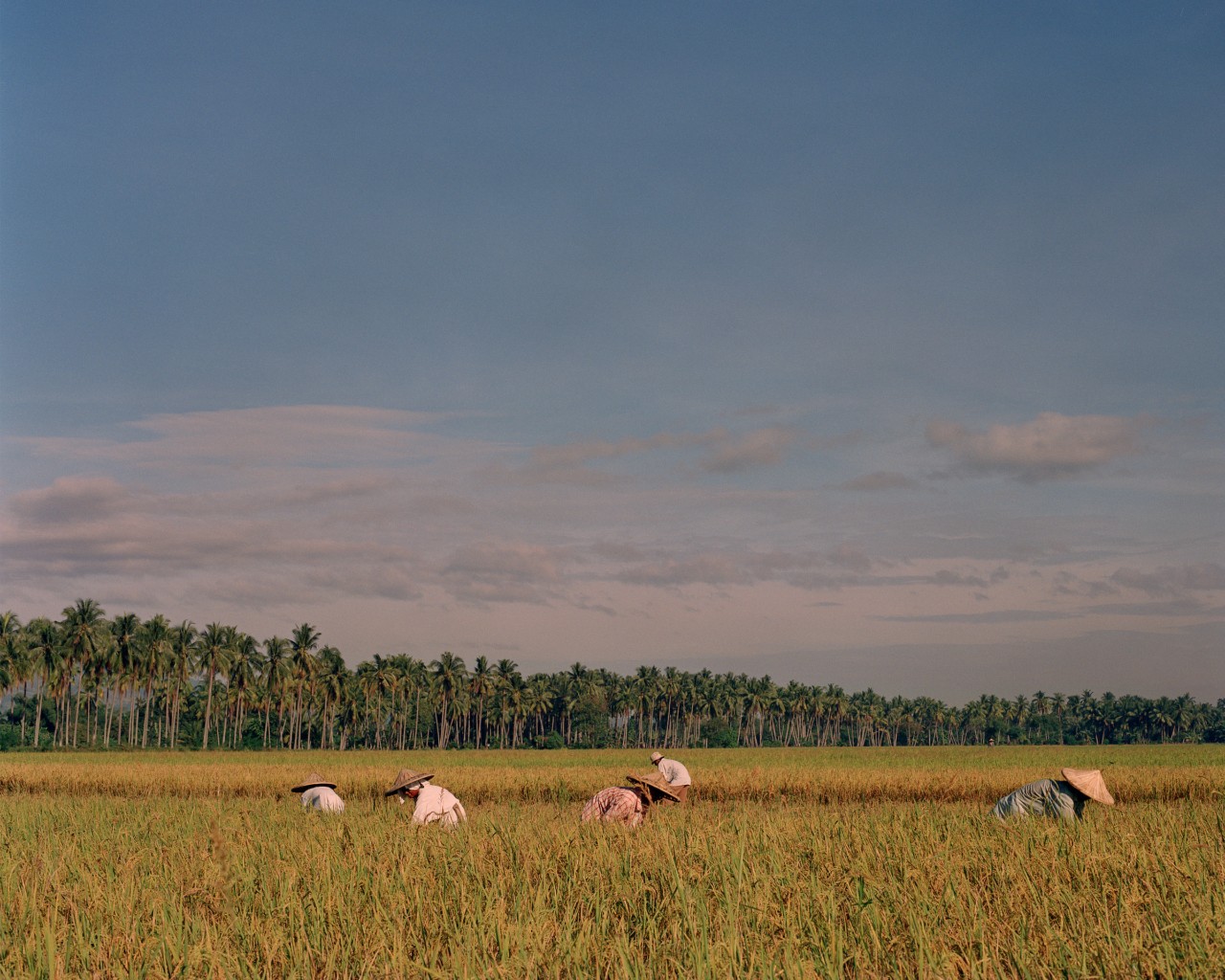 Rice farmers in the Philippines by Sharif Hamza