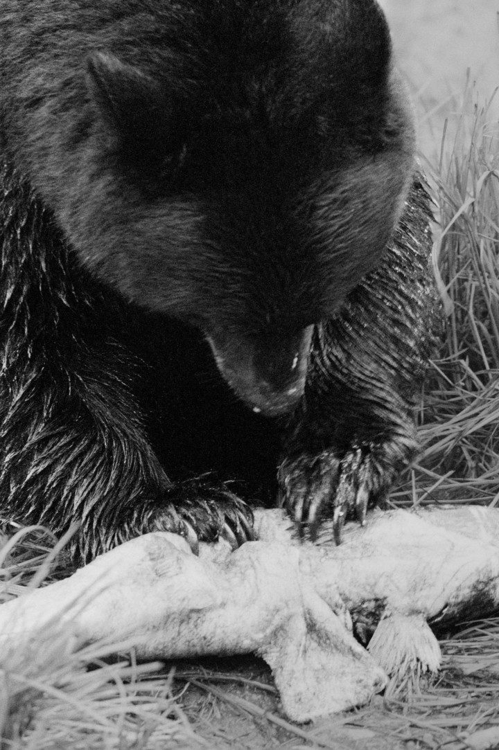 Alaska bear by Daniel Shea