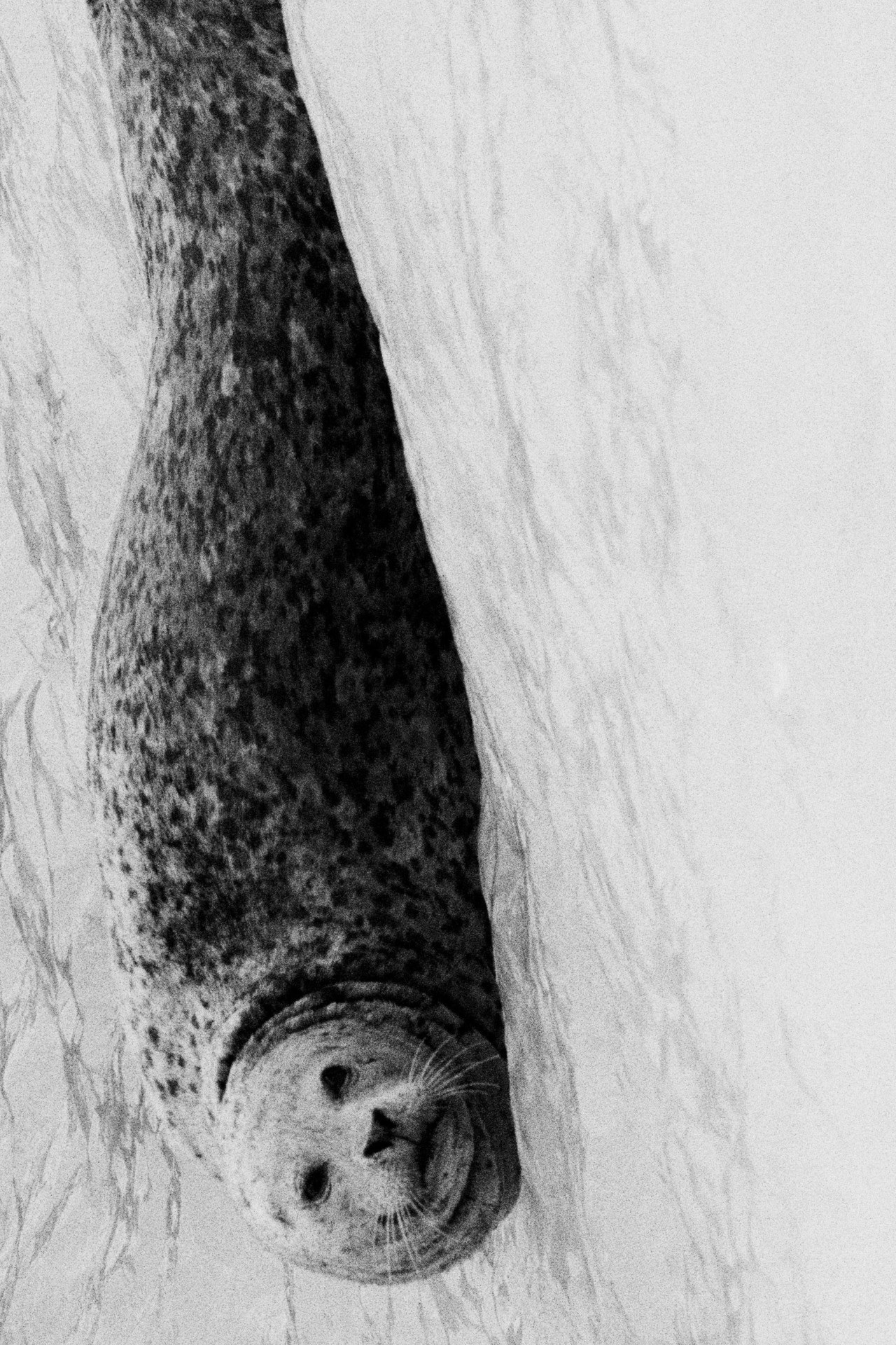 Alaskan seal by Daniel Shea