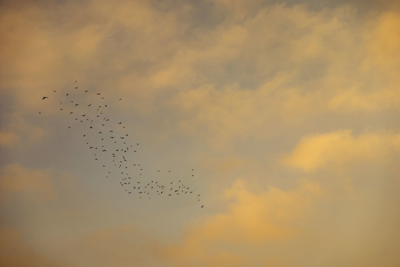 Birds migrating in the sky by Alessia Rollo